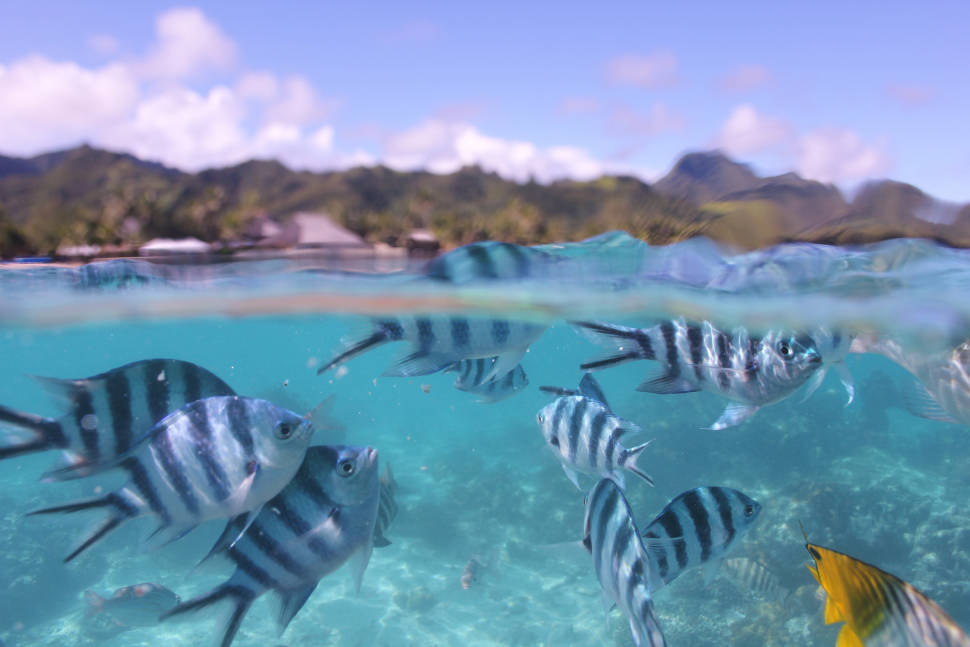 Snorkelling and Diving in Rarotonga & Cook Islands - Best Time
