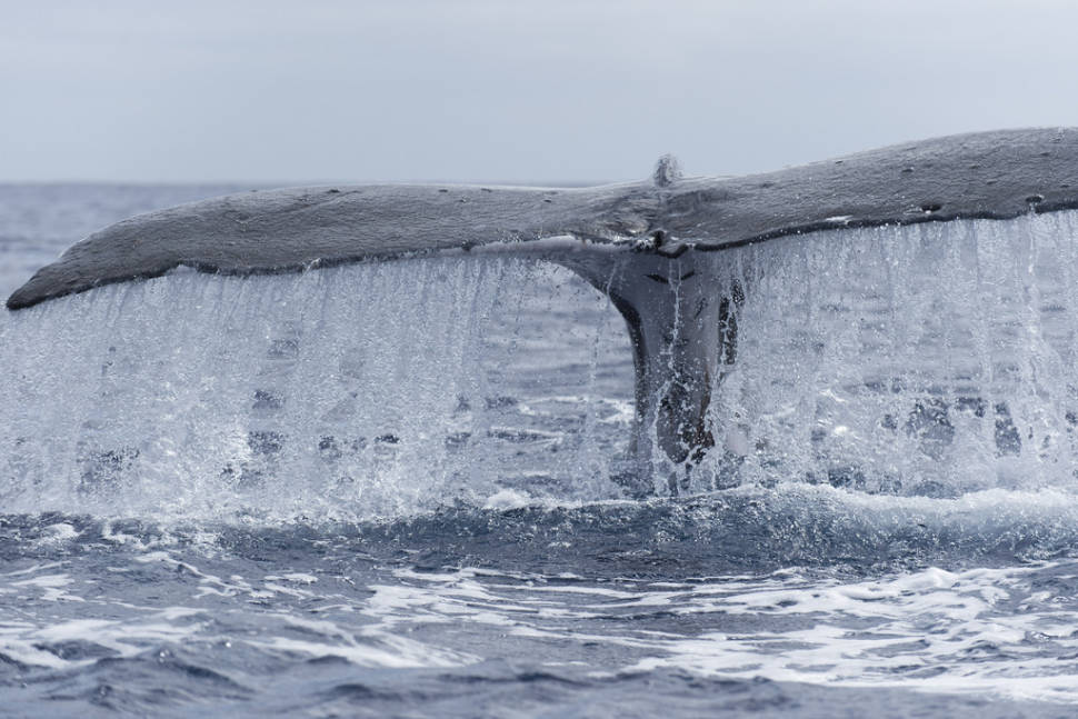Whale Watching in Rarotonga & Cook Islands - Best Season