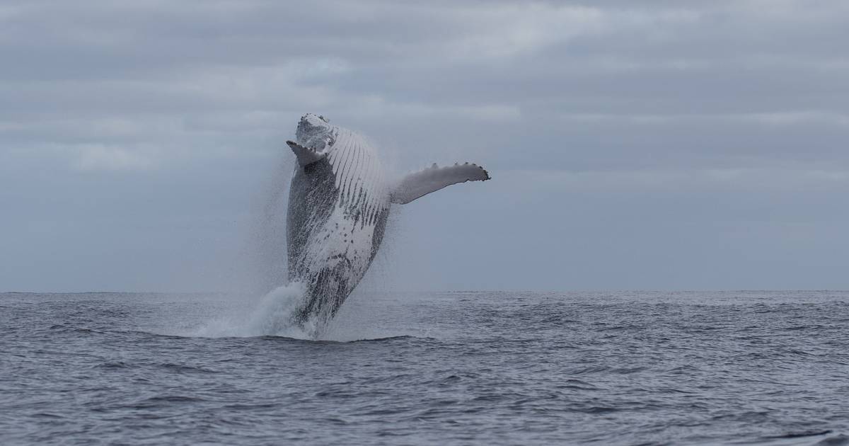Whale Watching in Rarotonga & Cook Islands - Best Time