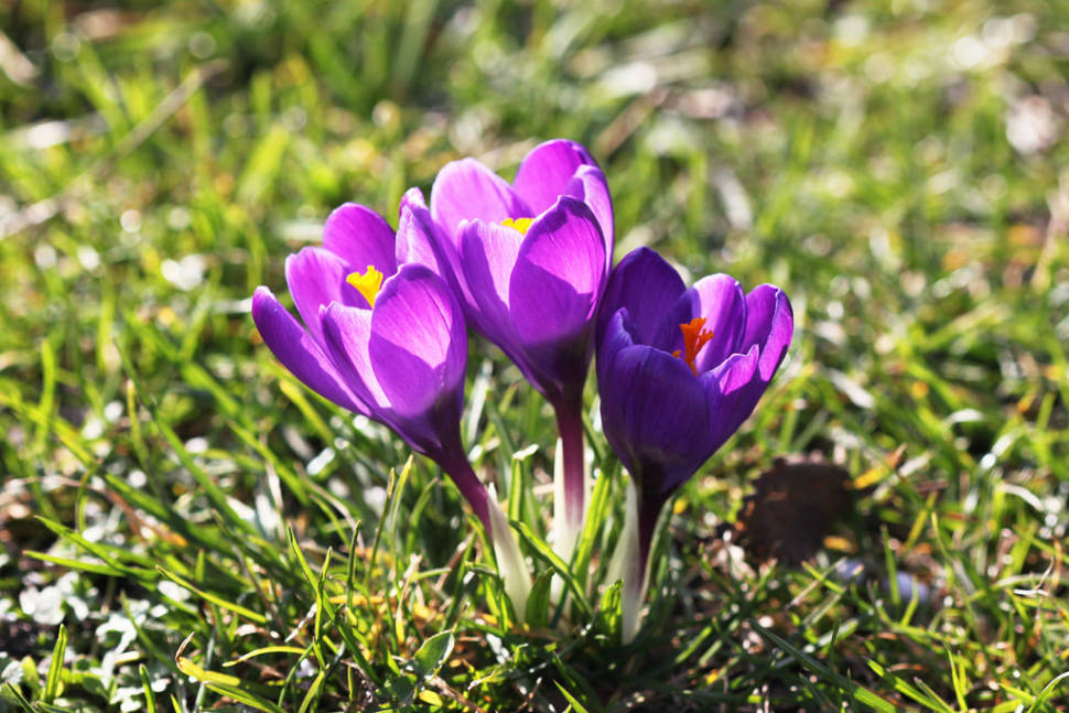 Crocus Blooming at Rosenborg Castle in Copenhagen - Best Season