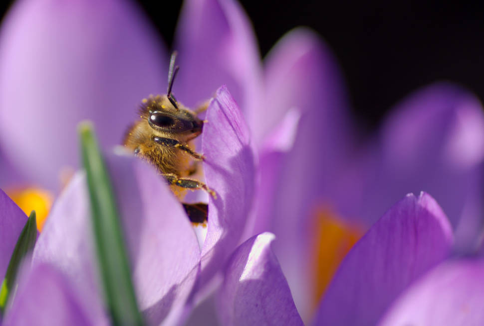 Best time for Crocus Blooming at Rosenborg Castle in Copenhagen