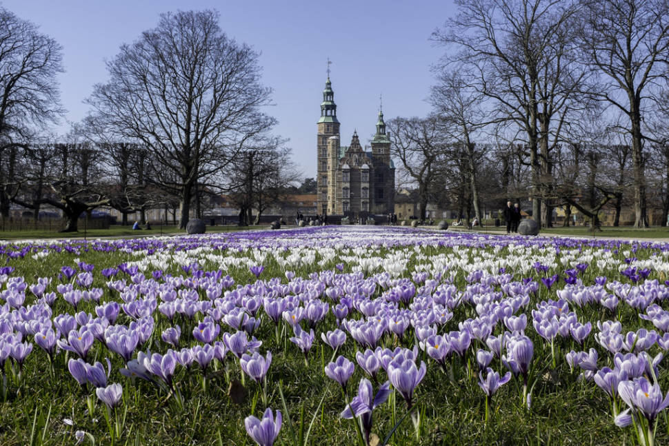Crocus Blooming at Rosenborg Castle in Copenhagen - Best Time