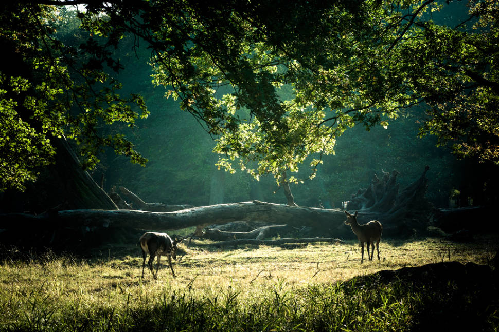 Best time for Dyrehaven (Deerpark) in Copenhagen