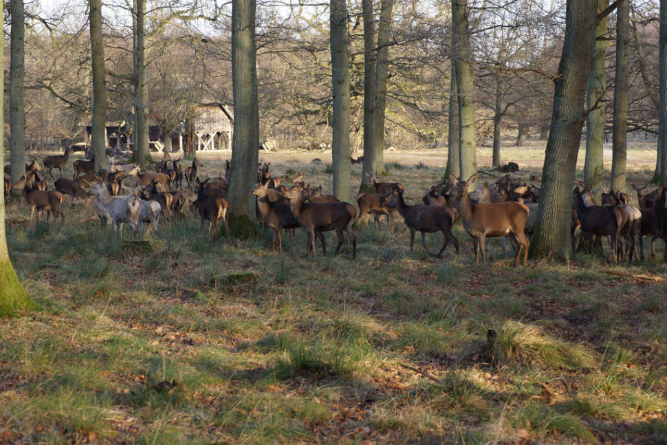 Best time for Dyrehaven (Deerpark)