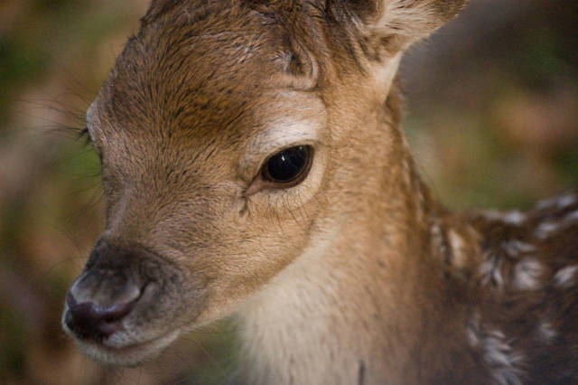 Best time to see Dyrehaven (Deerpark) in Copenhagen