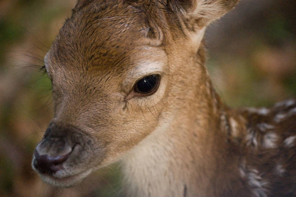 Best time to see Dyrehaven (Deerpark) in Copenhagen