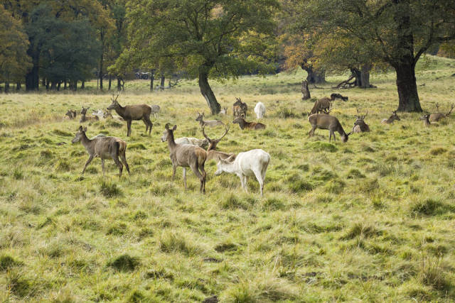 Dyrehaven (Deerpark) in Copenhagen - Best Season