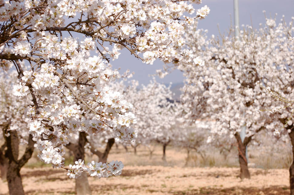 Almond Trees in Bloom in Corsica - Best Season
