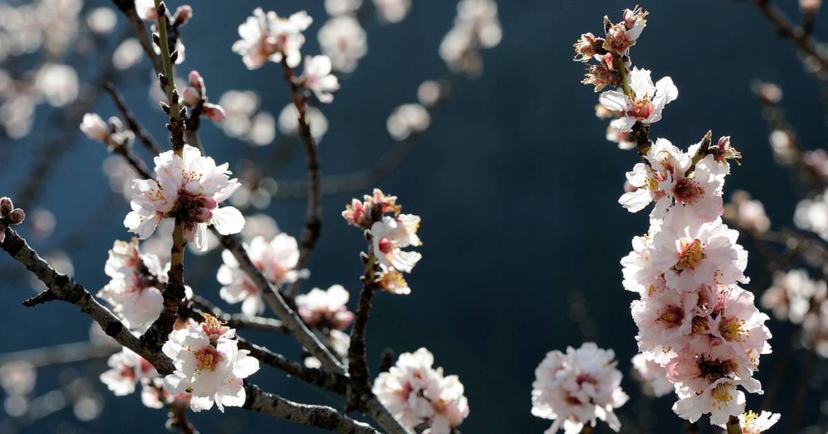 Almond Trees in Bloom in Corsica - Best Time