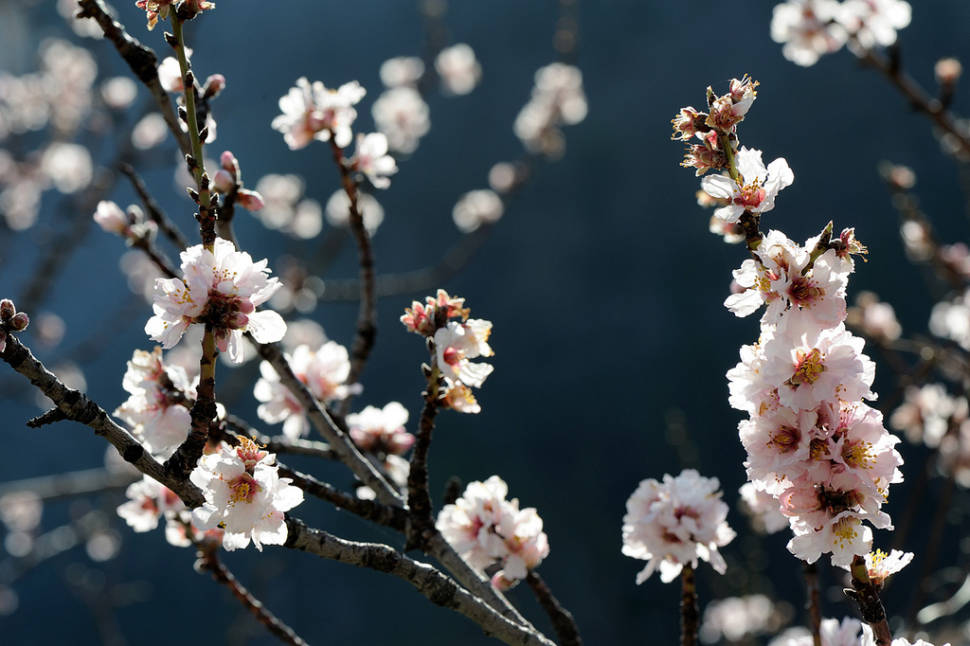 Almond Trees in Bloom in Corsica - Best Time
