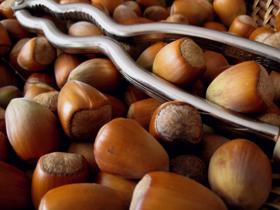 Hazelnut Season in Corsica - Best Time