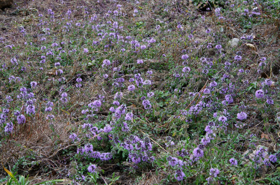 Best time for "Maquis" Herbs in Corsica