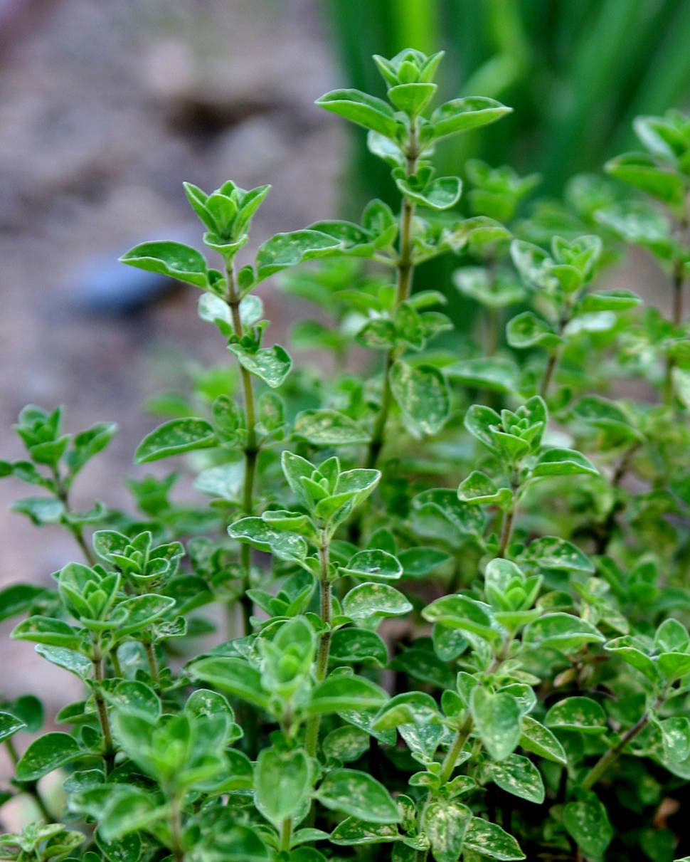 Best time to see "Maquis" Herbs in Corsica
