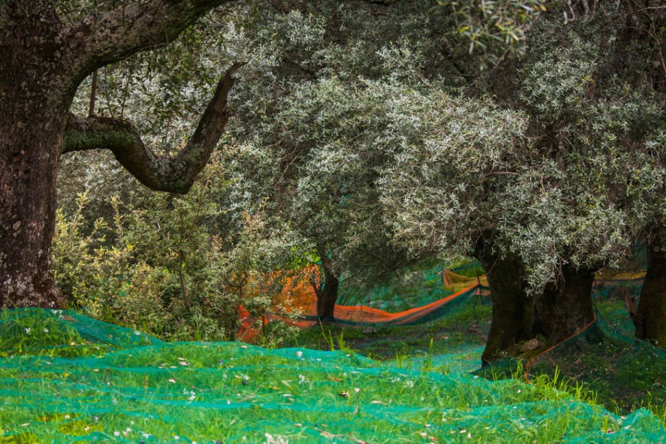 Best time for Olive Harvest in Corsica