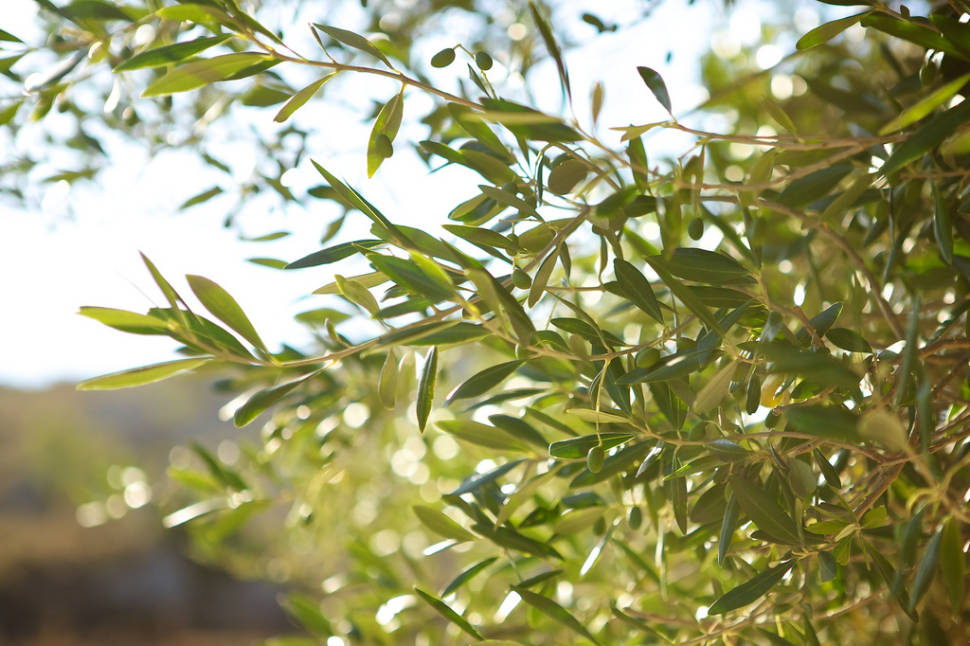 Olive Harvest in Corsica - Best Season