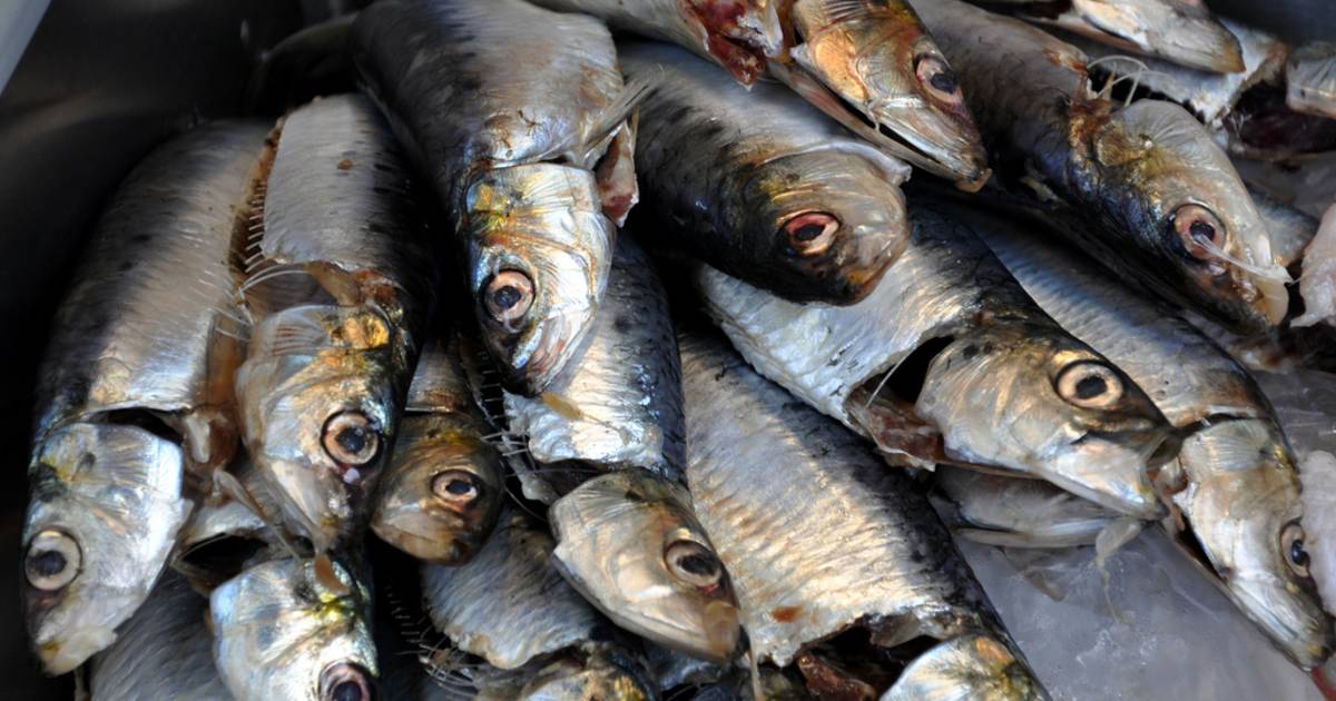 Sardines in Corsica - Best Time