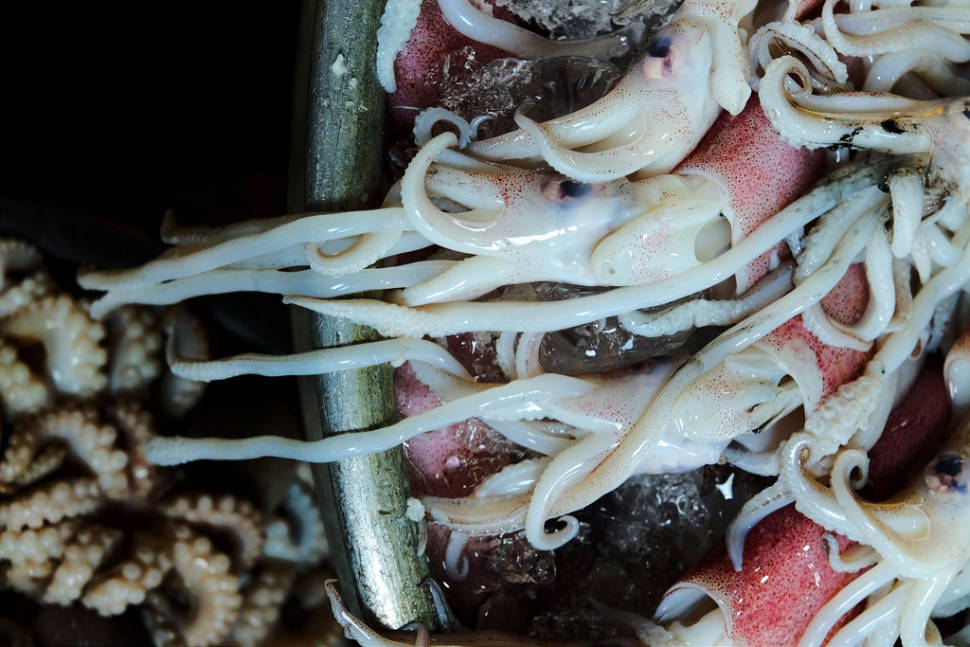 Squid in Corsica - Best Time