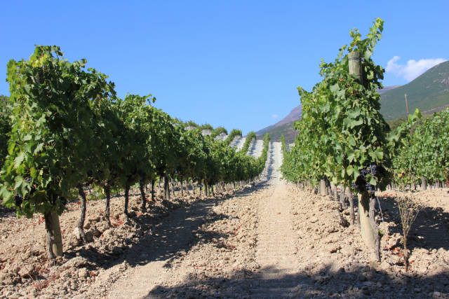 Best time to see Wine Season in Corsica