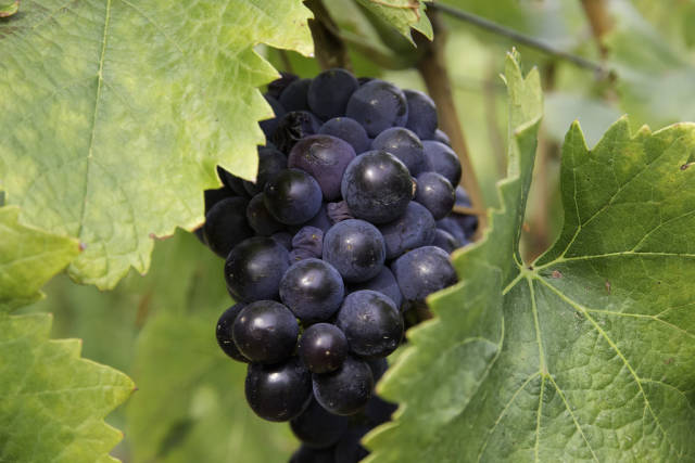 Best time for Wine Season in Corsica