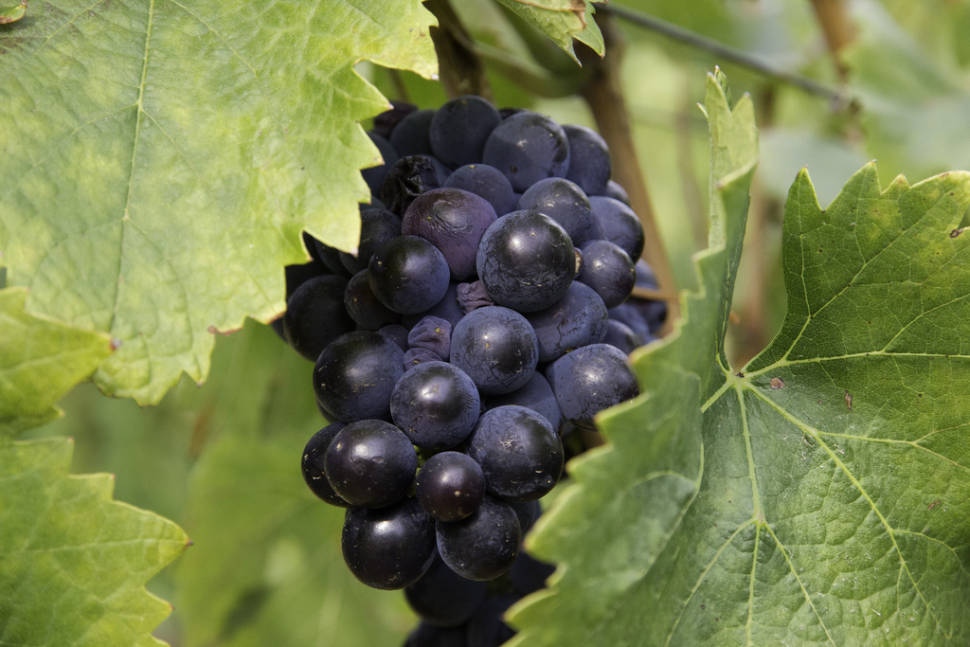 Best time for Wine Season in Corsica