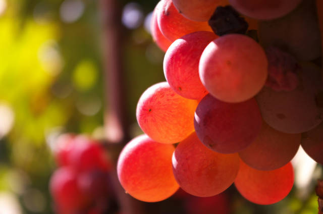 Wine Season in Corsica - Best Time