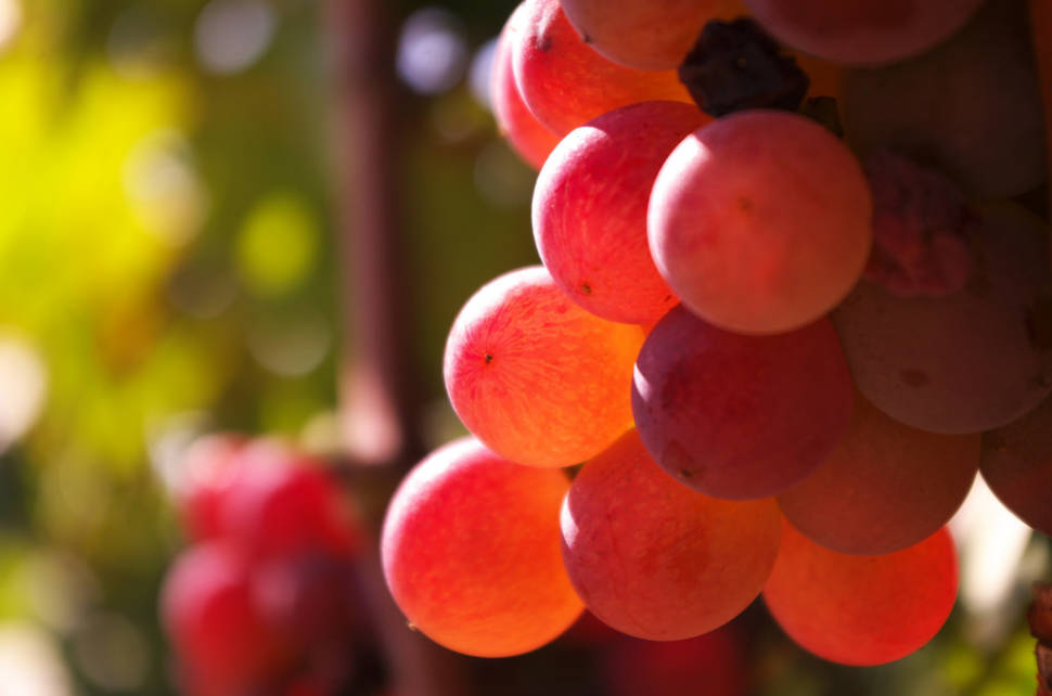 Wine Season in Corsica - Best Time