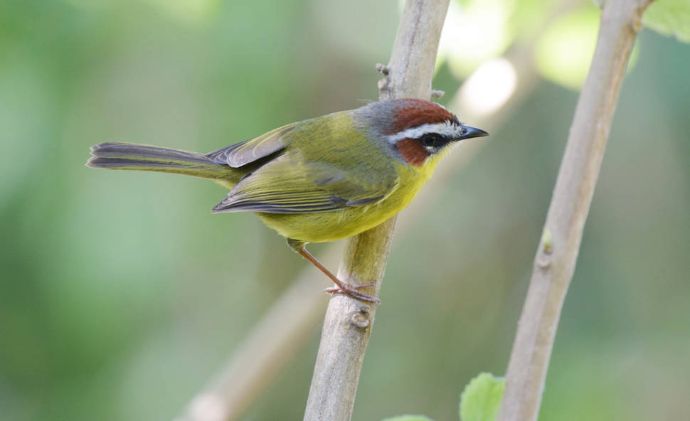 Rufous-capped Warbler