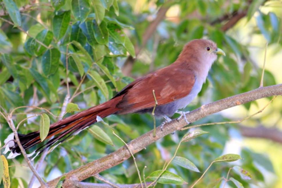 Squirrel Cuckoo