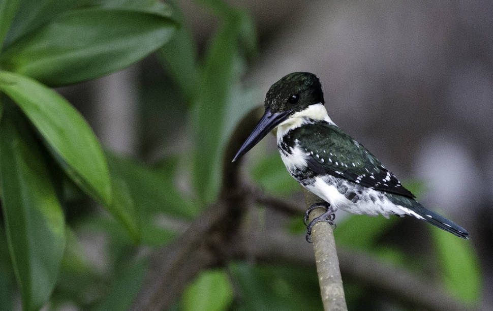 Green Kingfisher (Chloroceryle americana)