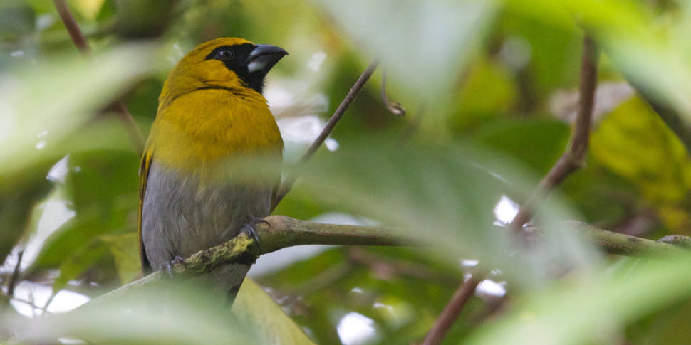 Black-faced Grosbeak
