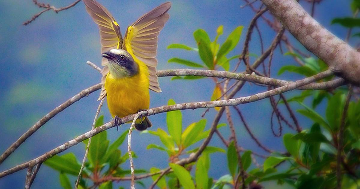 Birdwatching in Costa Rica - Best Time