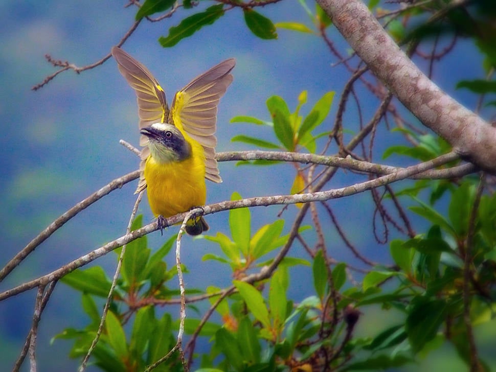 Birdwatching in Costa Rica - Best Time