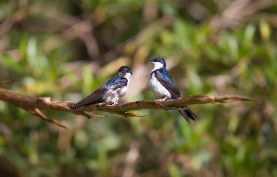 Blue and White Swallow at Baja Del Toro