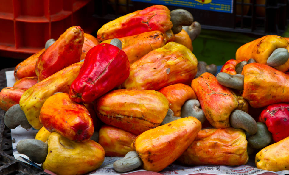 Best time for Cashew in Costa Rica