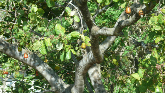 Cashew in Costa Rica - Best Season
