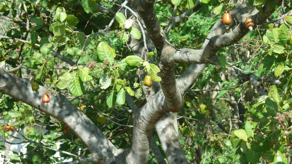Cashew in Costa Rica - Best Season