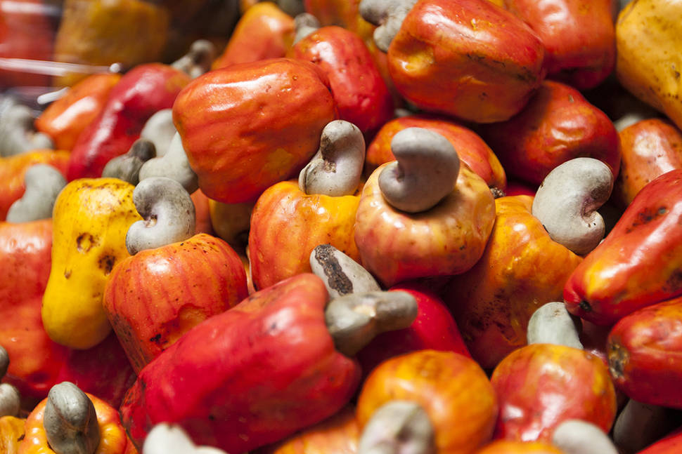 Cashew in Costa Rica - Best Time