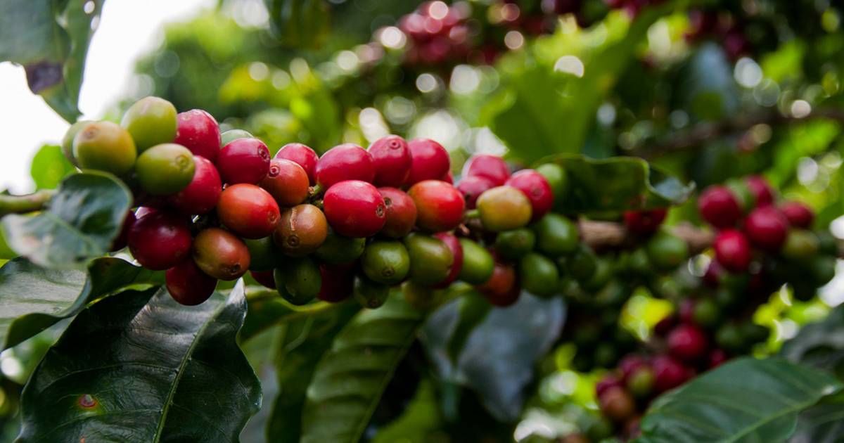 Coffee Harvest in Costa Rica - Best Time