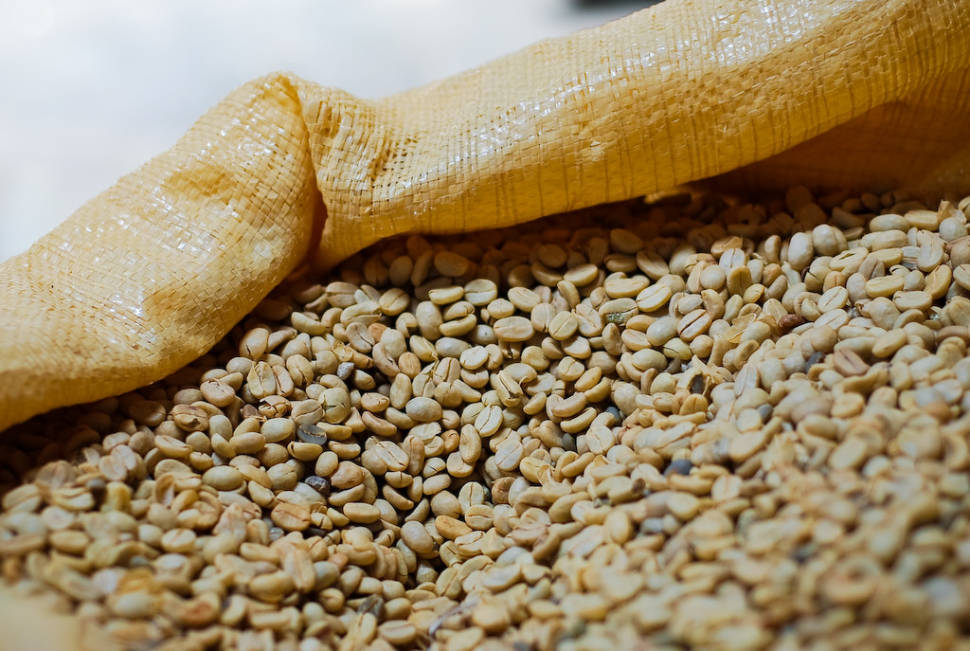 Coffee Harvest in Costa Rica - Best Season