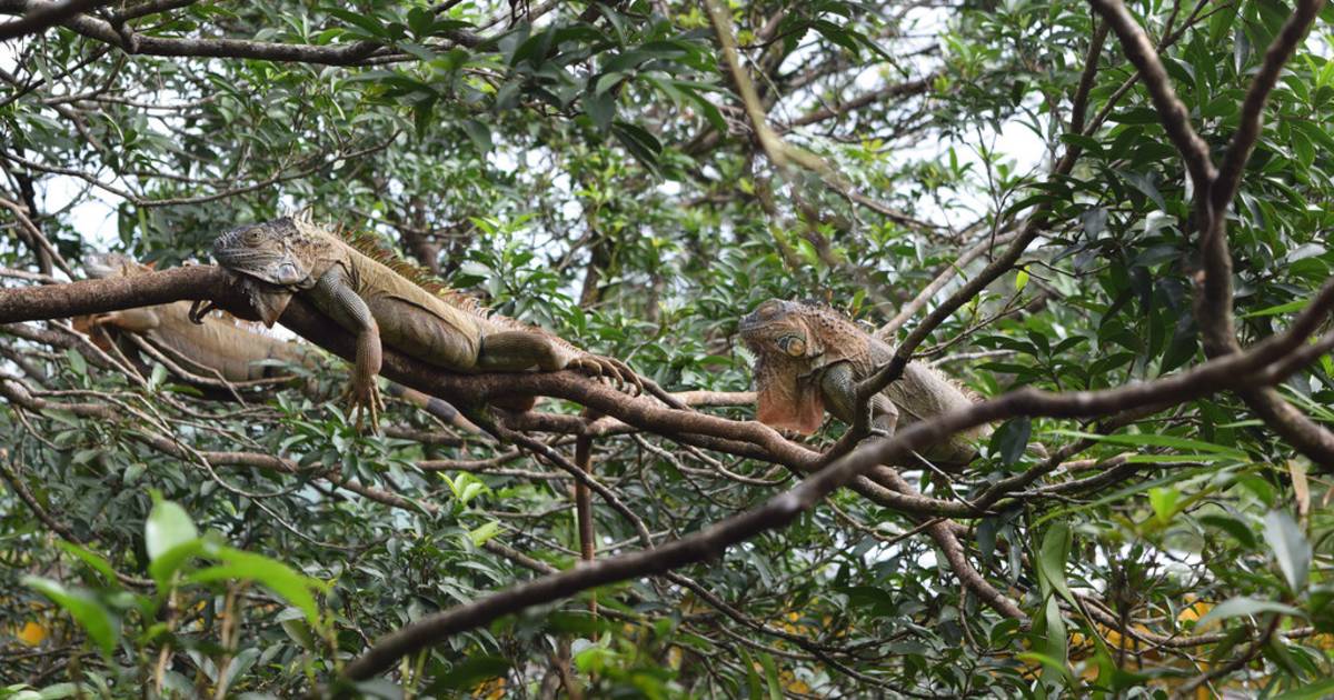 Eating Iguanas in Costa Rica - Best Time