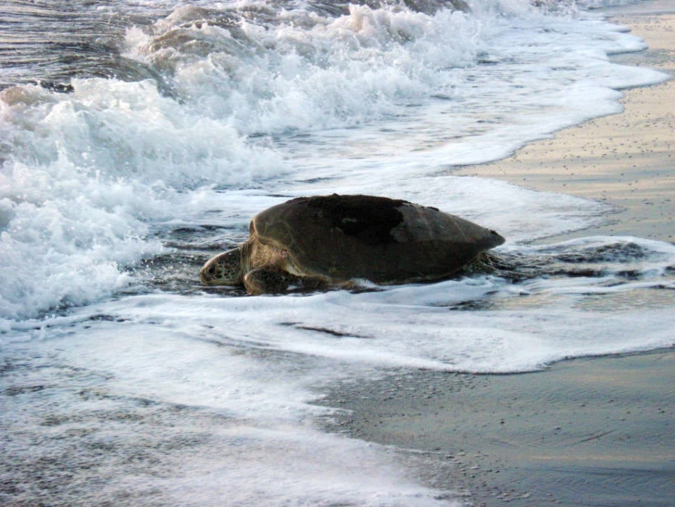 Best time for Green Turtles in Costa Rica