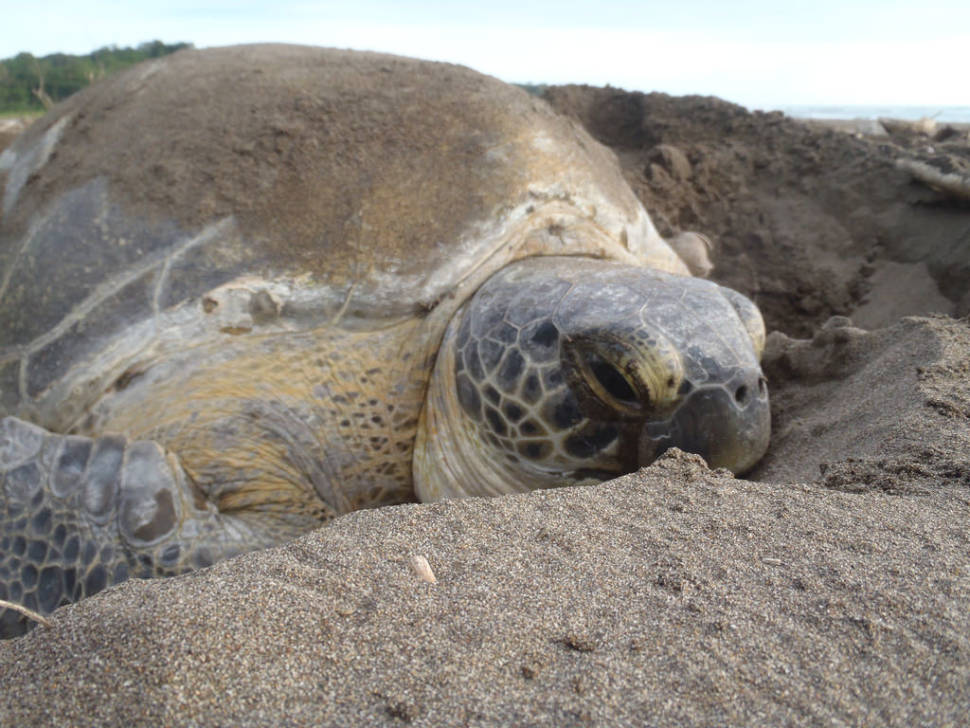 Green Turtles in Costa Rica - Best Season
