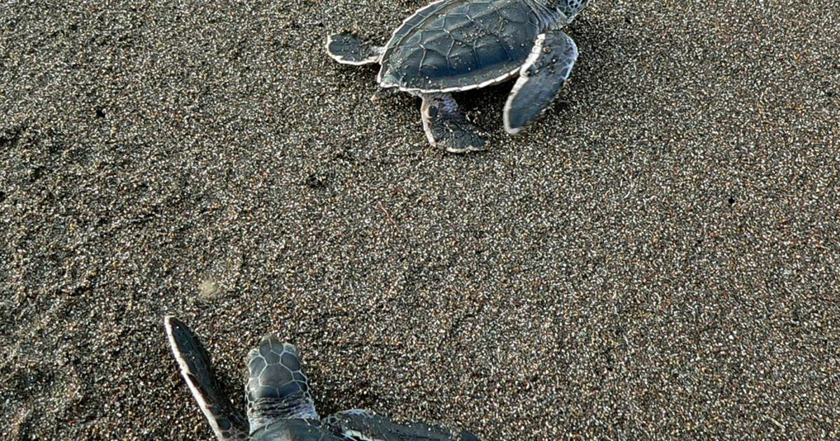 Green Turtles in Costa Rica - Best Time