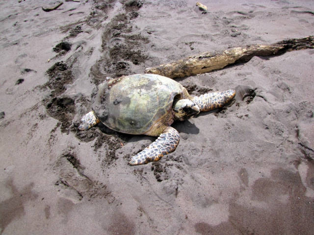 Hawksbill Turtles in Costa Rica - Best Season