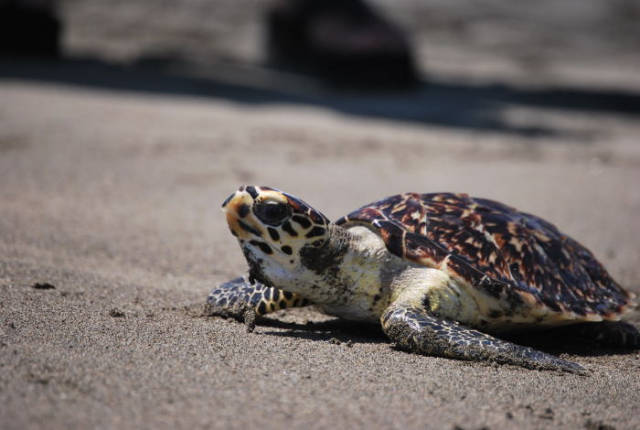 Hawksbill Turtles in Costa Rica - Best Time