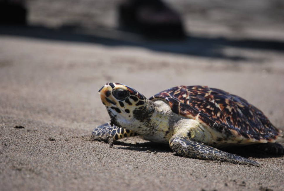 Hawksbill Turtles in Costa Rica - Best Time