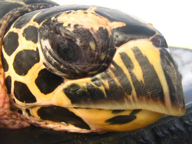 Best time for Hawksbill Turtles in Costa Rica