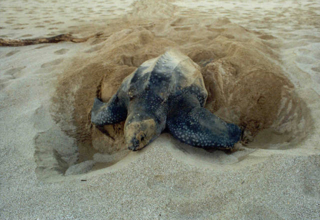Leatherback Turtles on the North Caribbean in Costa Rica - Best Time