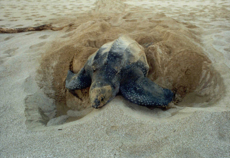 Leatherback Turtles on the North Caribbean in Costa Rica - Best Time