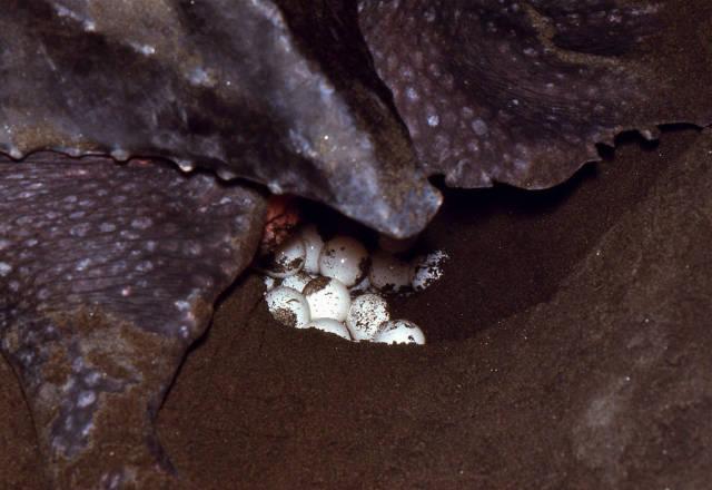 Leatherback Sea Turtle female covering its eggs